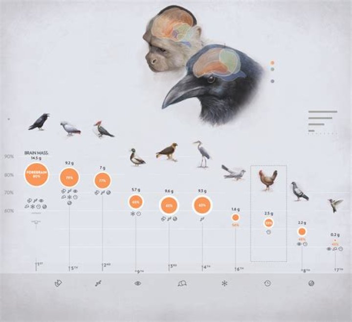 Bird Intelligence Ranking