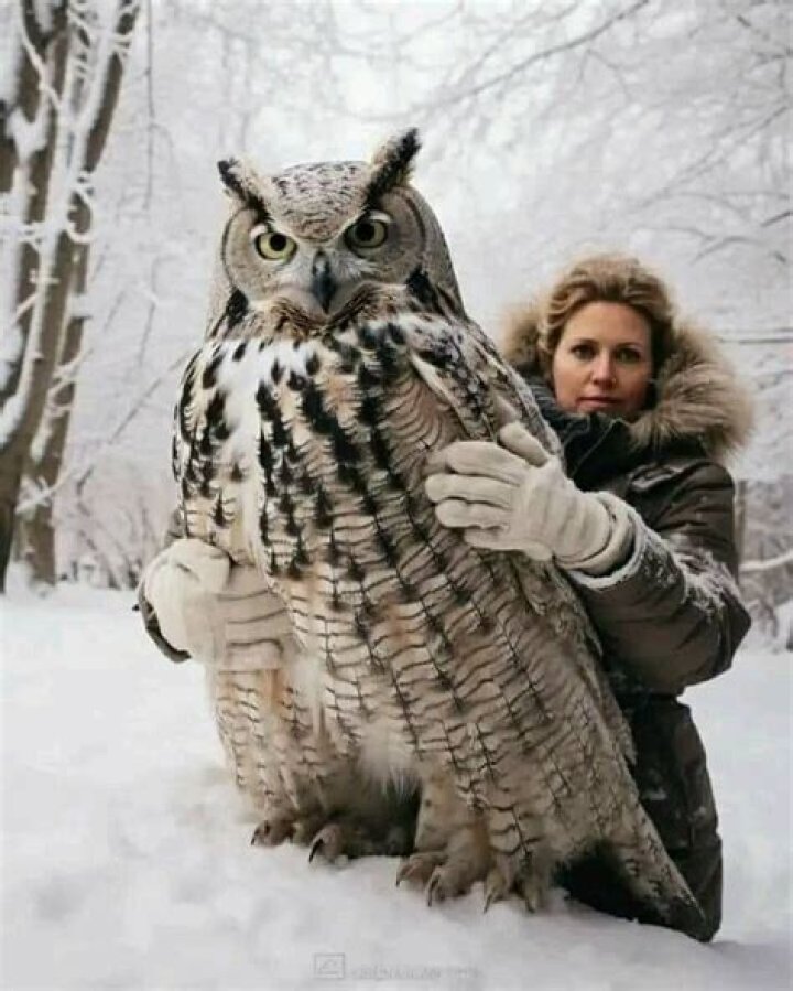 Discover The Majestic Largest Owls: Unraveling The Secrets Of Nature's Giants