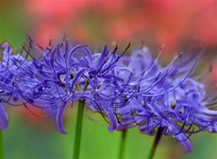 Discover The Enigmatic Meaning Of The Purple Spider Lily